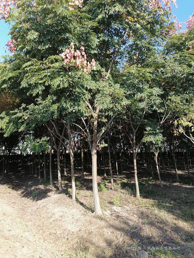 欒樹(shù)