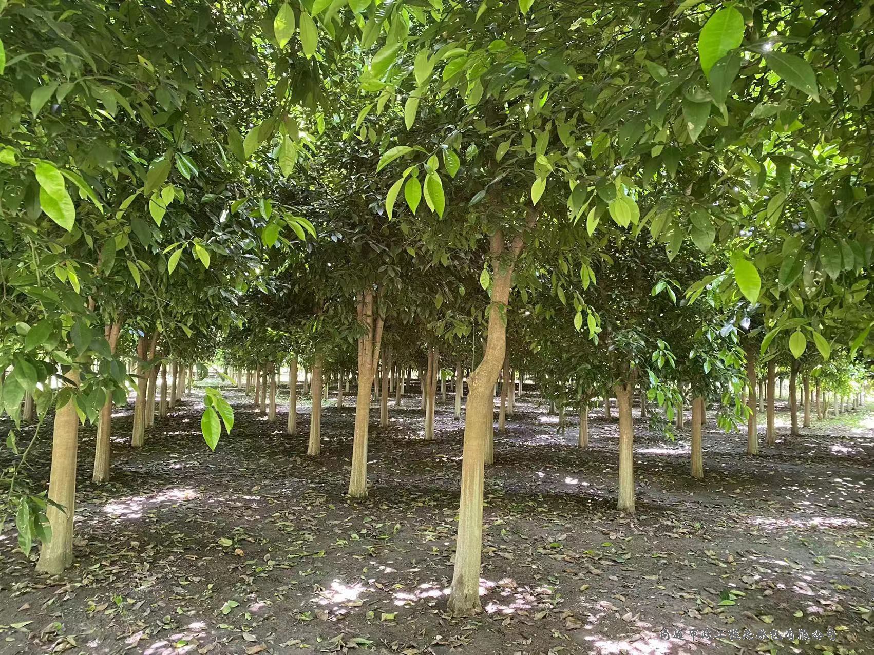 香櫞樹(shù)（直徑約8至12厘米，約3000棵）